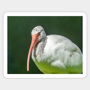 Close up of a black and white Ibis 3 Sticker